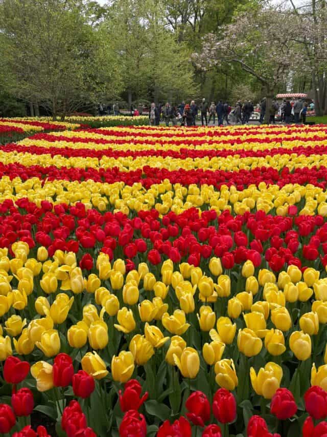 Amsterdam Tulip Season at Keukenhof Gardens. Rows of yellow and red tulips.