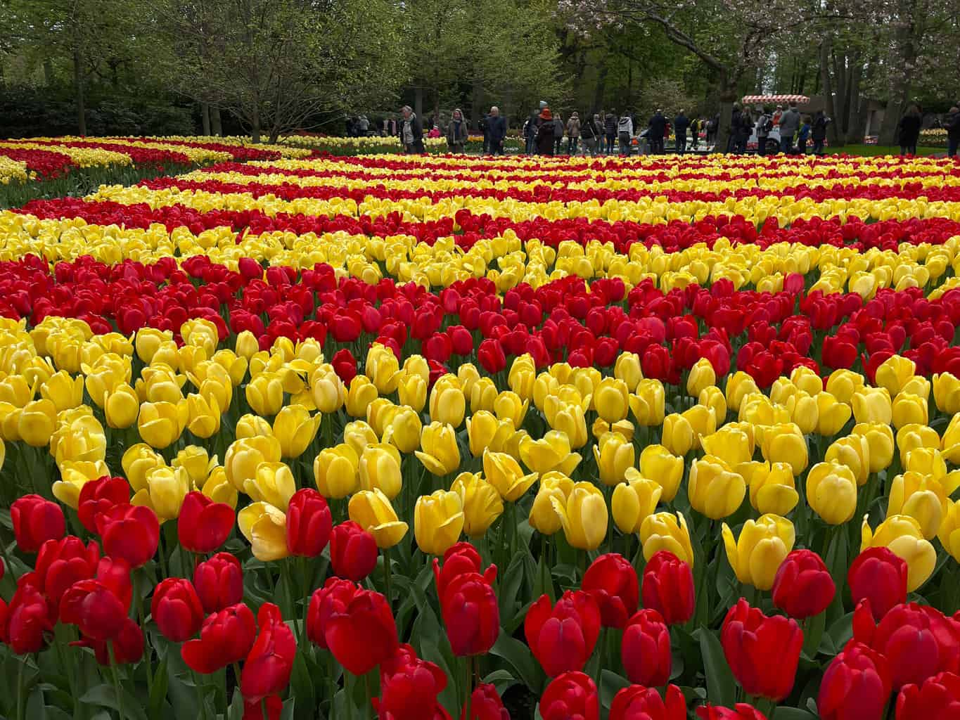 Rows and rows of red and yellow tulips on an epic day trip to Keukenhoff from Amsterdam.