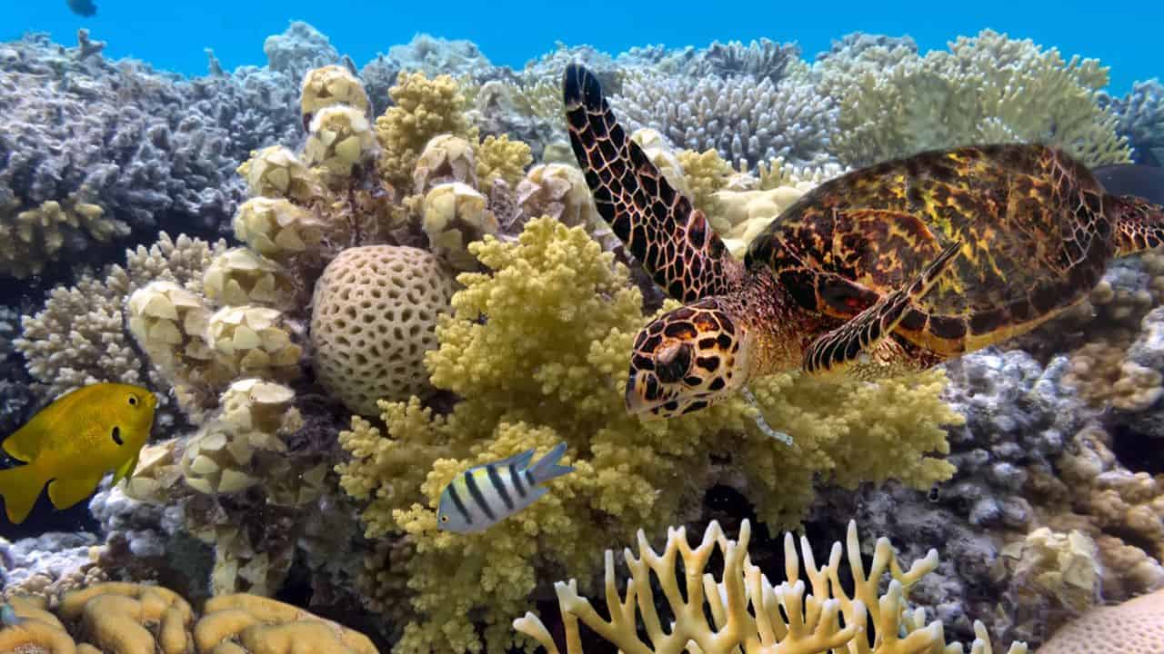 Fish and a turtle swimming around the Great Barrier Reef in Australia