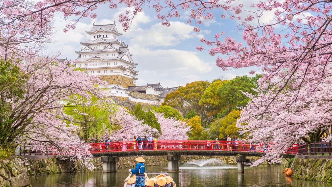 A man on boat floating along a river through Cherry Blossoms in Japan