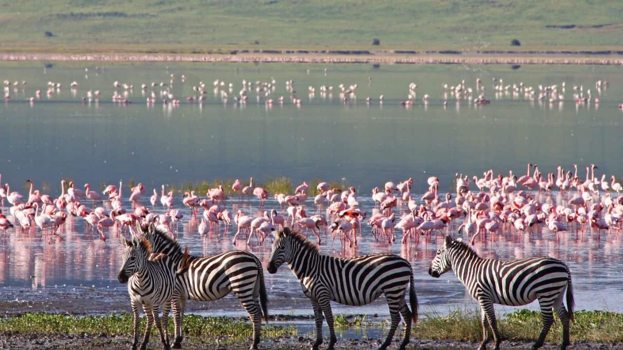 Zebras and flamingos in the Serengeti