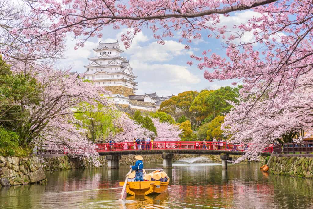 A man on boat floating along a river through Cherry Blossoms in Japan