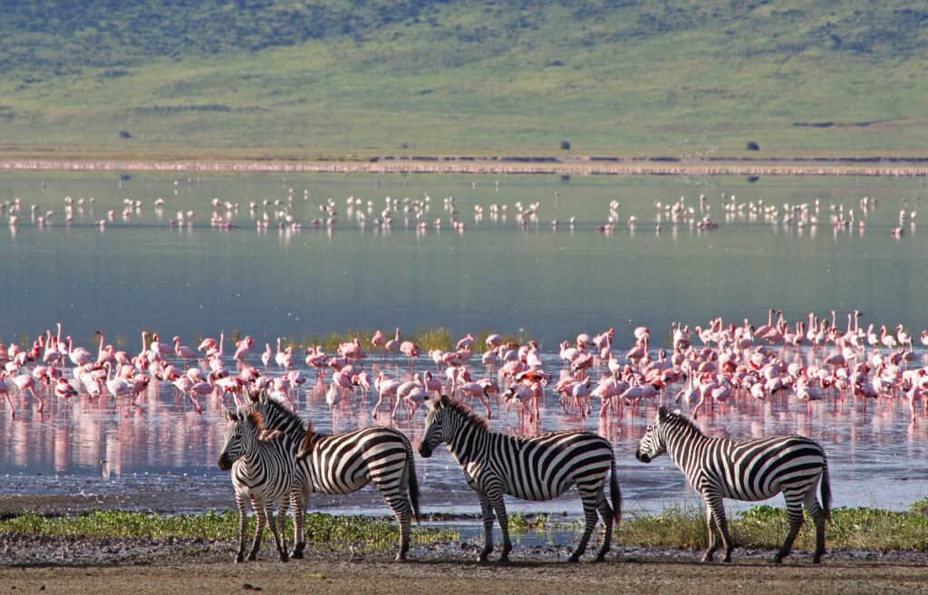 Zebras and flamingos in the Serengeti