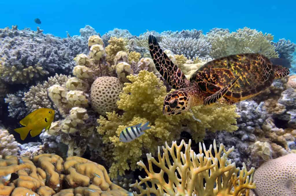 Fish and a turtle swimming around the Great Barrier Reef in Australia