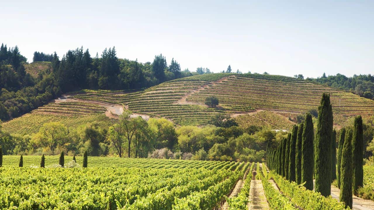 Napa Valley Vineyard Hills in California
