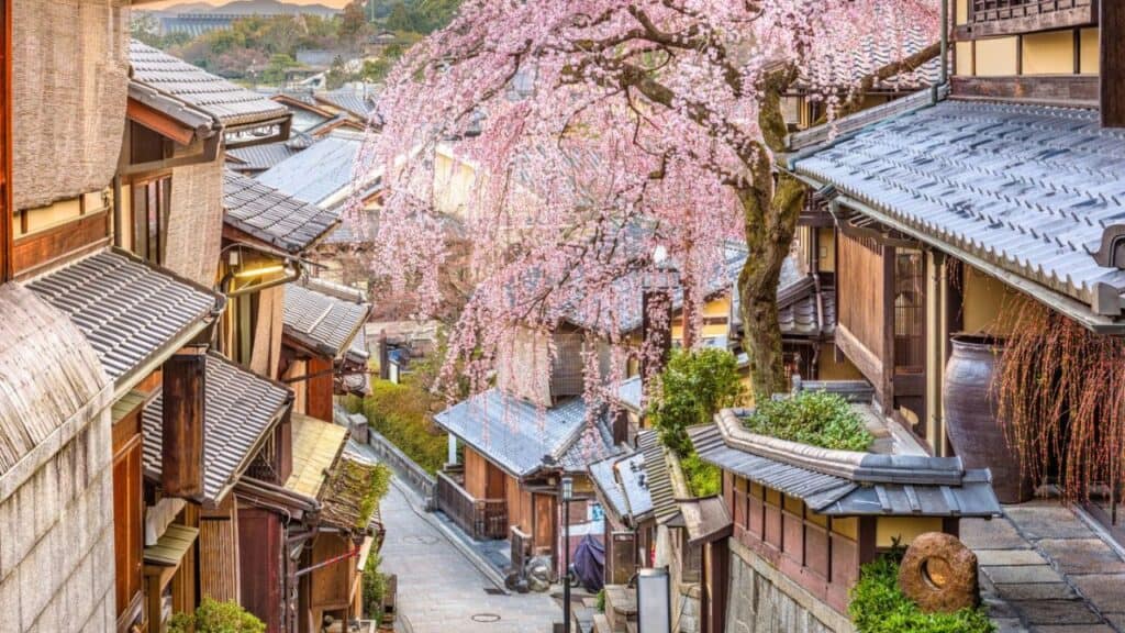 Cherry Blossoms Kyoto Japan