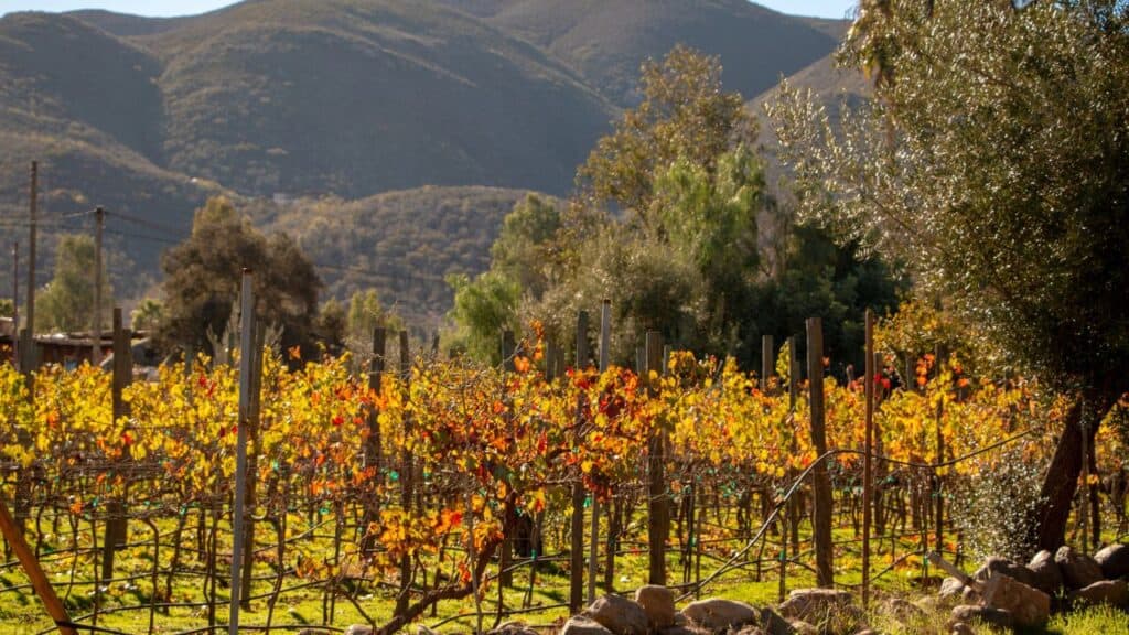 Vineyards in San Antonio de las Minas, Ensenada, Baja California, Mexico, Wine industry