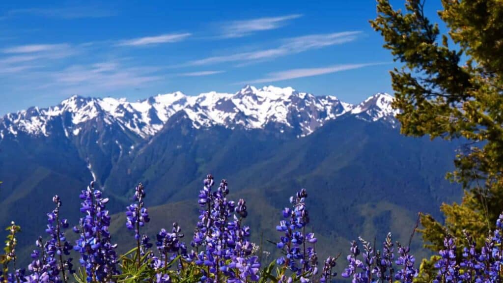 Hurricane Ridge