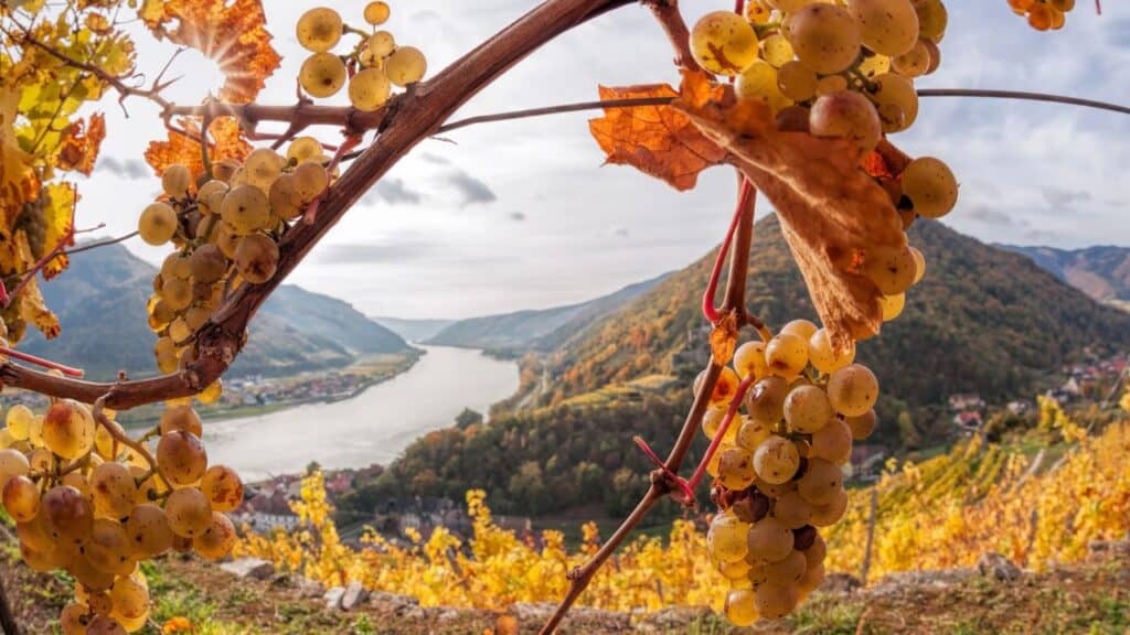 Landscape of Wachau valley, Grape field with Danube river in Austria.