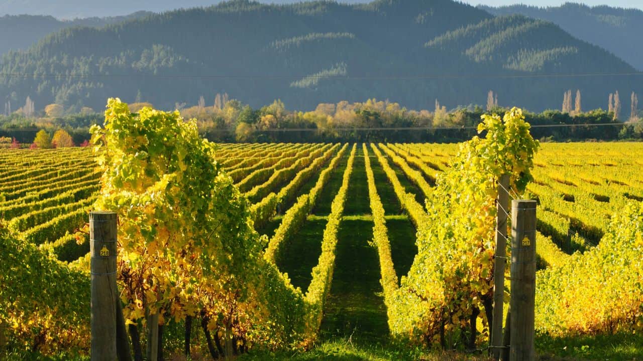 View of the vineyards in the Marlborough district