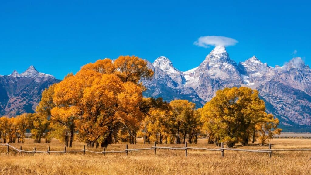 A beautiful autumn landscape scene in Jackson Hole, Wyoming, displaying vibrant fall foliage and the famous snowcapped Grand Teton mountain range.