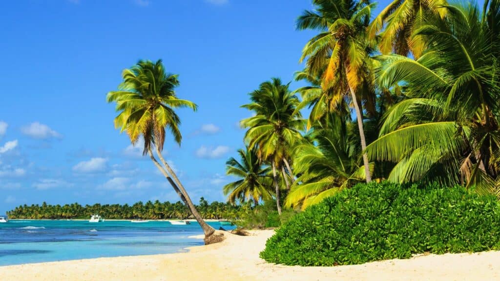 Amazing tropical beach with palm tree
