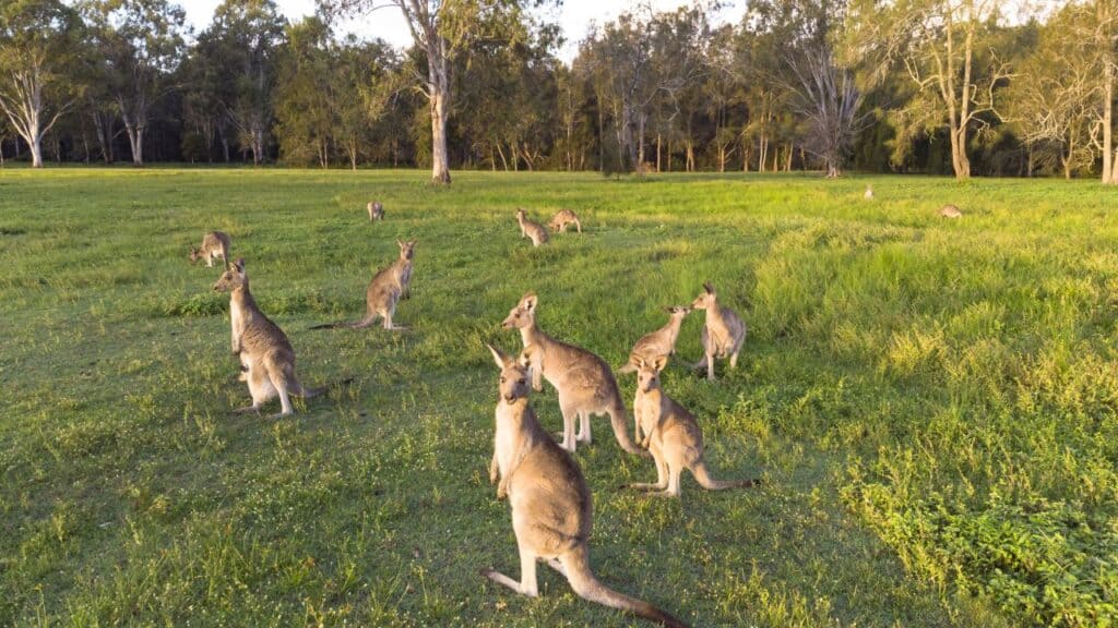 Kangaroos in lush green field at sunset on the Gold Coast of Australia