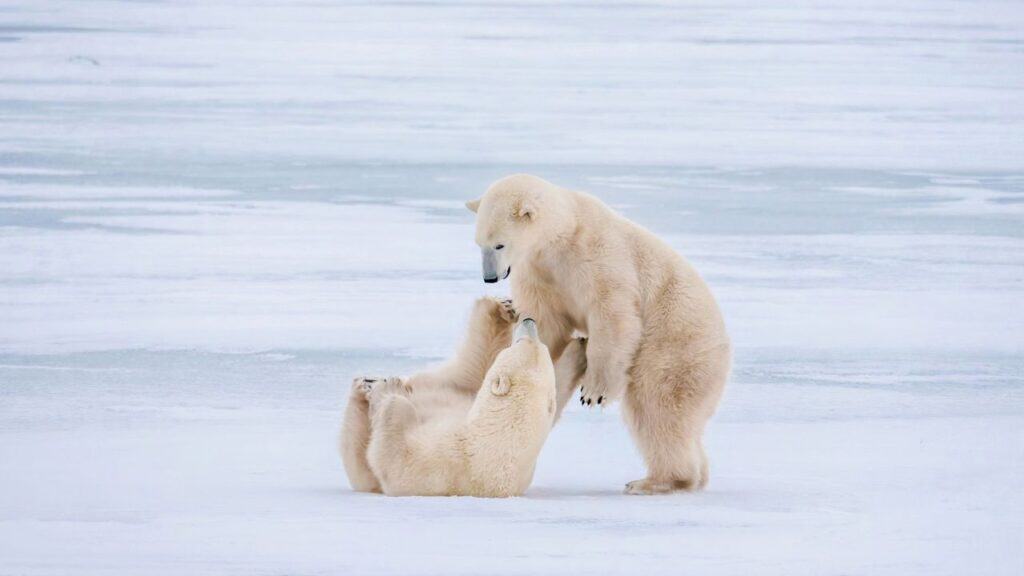 Two cute polar bears (Ursus maritimus) playfully interacting on snowy ice on Hudson Bay, near Churchill, Manitoba, Canada