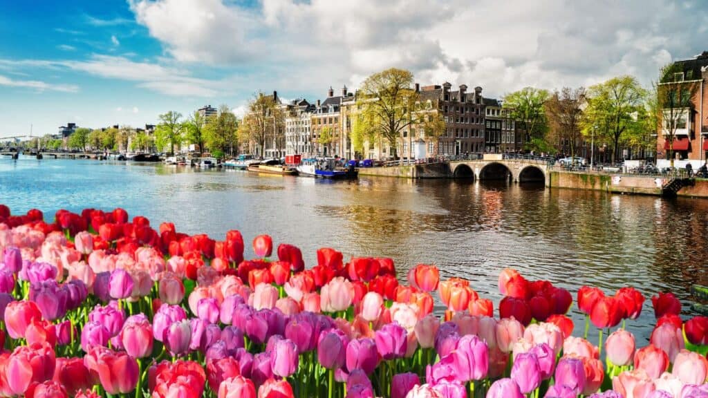 Canal in Amsterdam with tulips along the side.