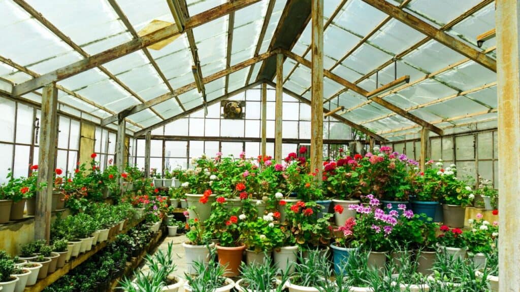 Greenhouse