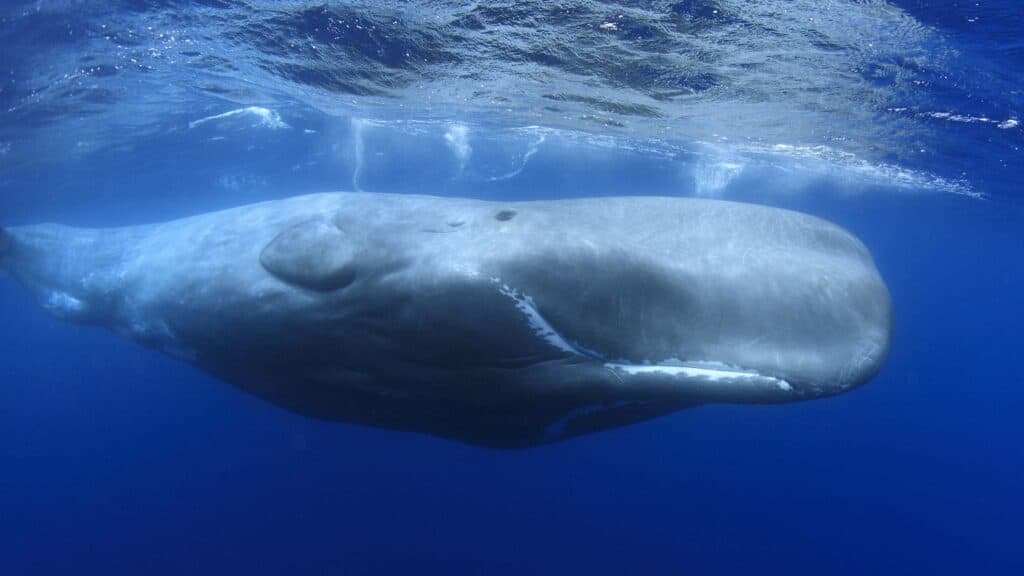 Sperm whale -Cachalot- Azores Portugal