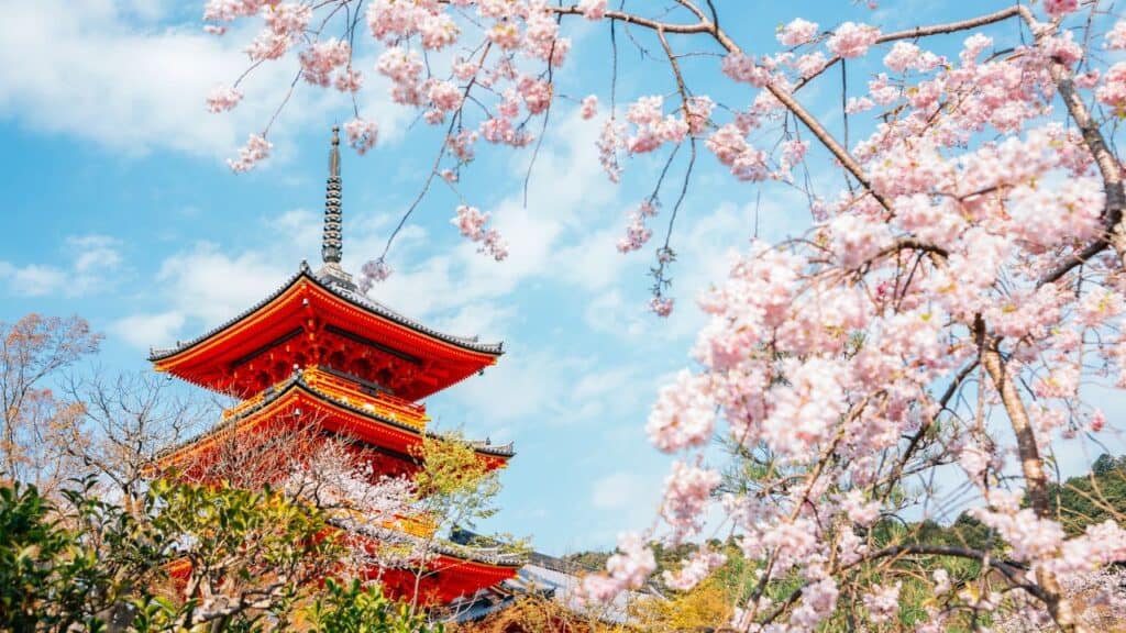 Cherry Blossoms in Kyoto, Japan