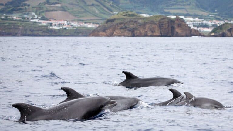 Bottle-nosed Dolphins At Azores Sea