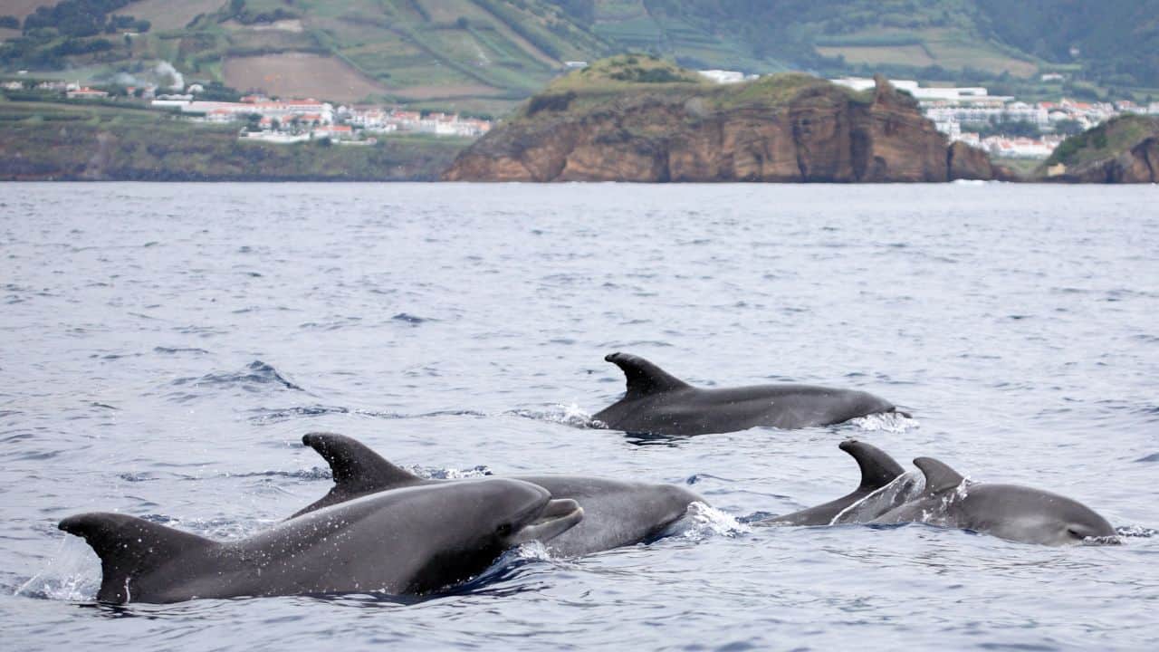 Bottle-nosed Dolphins At Azores Sea